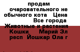 продам очаровательного не обычного кота › Цена ­ 7 000 000 - Все города Животные и растения » Кошки   . Марий Эл респ.,Йошкар-Ола г.